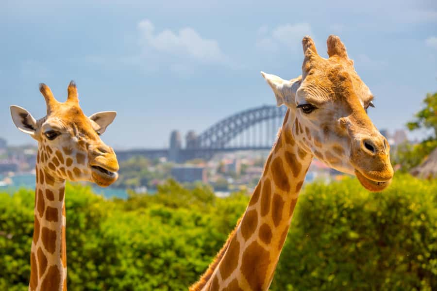 Taronga Zoo Sydney Wild Australia Experience - The Koala Encounter: where the close-up feels guided, not random