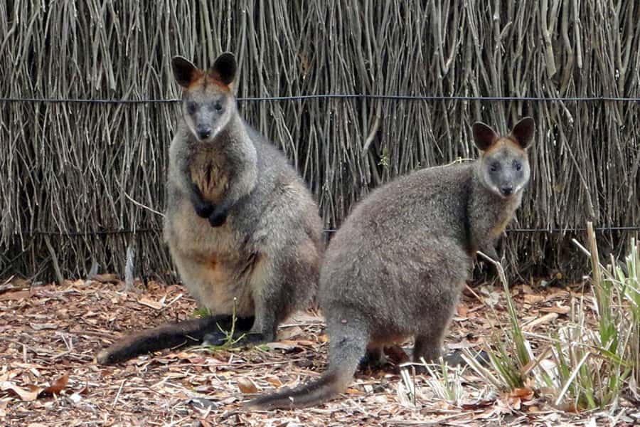 Taronga Zoo Sydney Wild Australia Experience - Small group, big attention: why limited to 6 matters