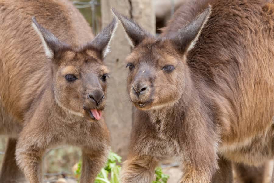 Taronga Zoo Sydney Wild Australia Experience - Meet at the Visitor Information Desk and plan for quick, focused movement