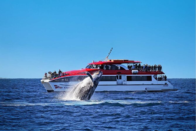 Taronga Zoo & Whale Watching Cruise Combo - Sydney Harbour - Key things to know before you go