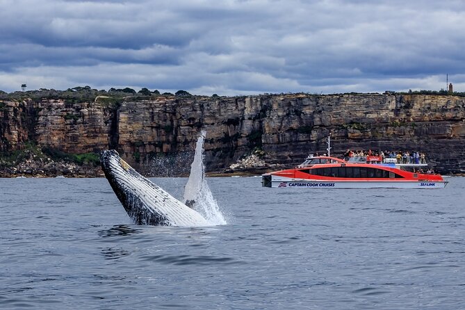 Taronga Zoo & Whale Watching Cruise Combo - Sydney Harbour - Circular Quay Wharf 6: the easiest way to start the day