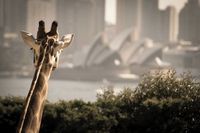 Taronga Zoo & Whale Watching Cruise Combo - Sydney Harbour - Taronga Zoo: how to enjoy the animals and the best Sydney views