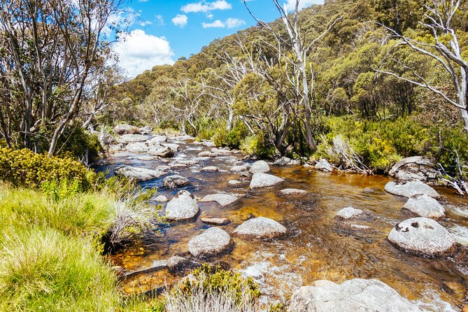 Ultimate Blue Mountains and Wildlife Tour - Price and logistics: is $413 good value?