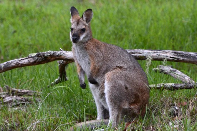 Ultimate Blue Mountains and Wildlife Tour - Practical tips so you enjoy the whole day