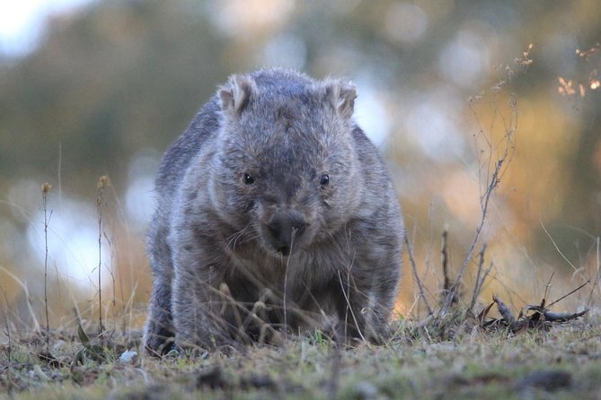 Ultimate Blue Mountains and Wildlife Tour - Should you book this Blue Mountains wildlife day trip?