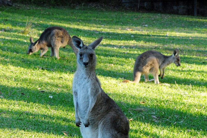 Walking with Wild Kangaroos Private Half-Day Trip from Sydney - Key things to know before you go