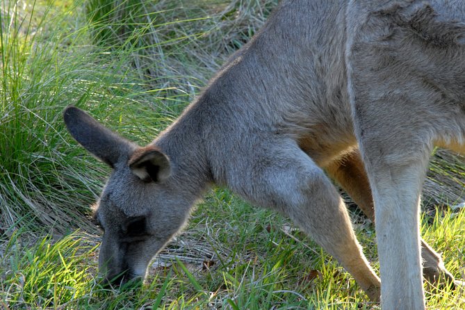Walking with Wild Kangaroos Private Half-Day Trip from Sydney - Comfort, customization, and a guide who adapts