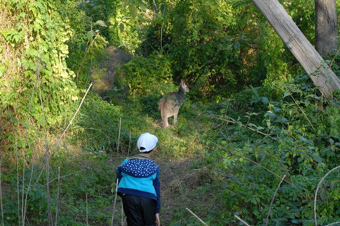 Walking with Wild Kangaroos Private Half-Day Trip from Sydney - Who this tour suits best (and who might skip it)
