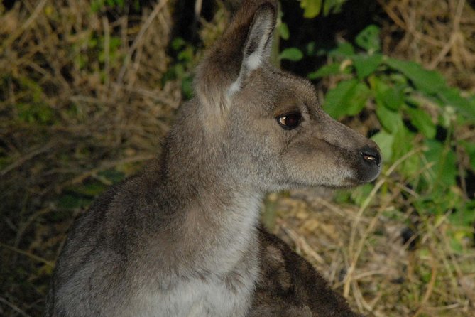 Walking with Wild Kangaroos Private Half-Day Trip from Sydney - Hotel pickup timing and where the trip takes you