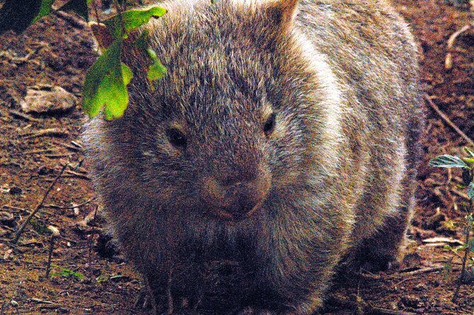 Walking with Wild Wombats Private Day Trip from Sydney - Key highlights you’ll feel immediately