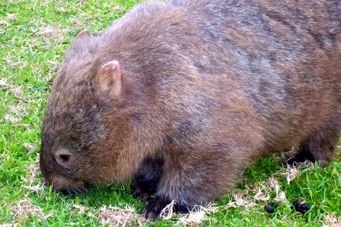 Walking with Wild Wombats Private Day Trip from Sydney - Leaving Sydney for NSW wildlife (and why this trip works)