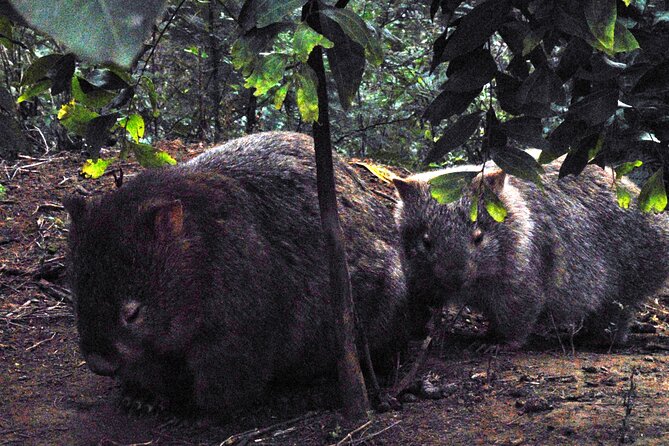 Walking with Wild Wombats Private Day Trip from Sydney - The day at a glance: 10 hours 30 minutes in three nature stops