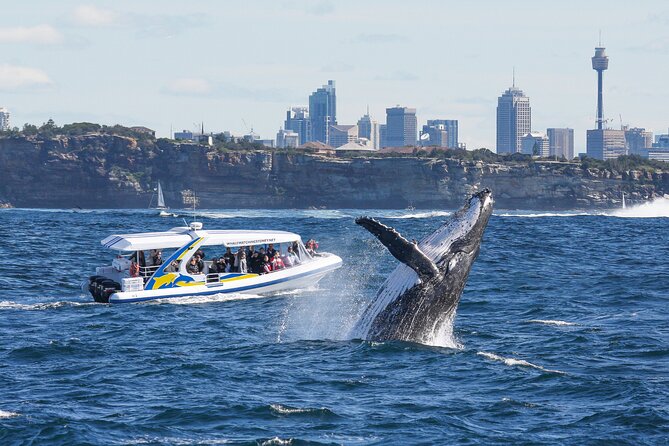 Whale Watching Adventure Cruise - First impressions at Darling Harbour: where the adventure really starts