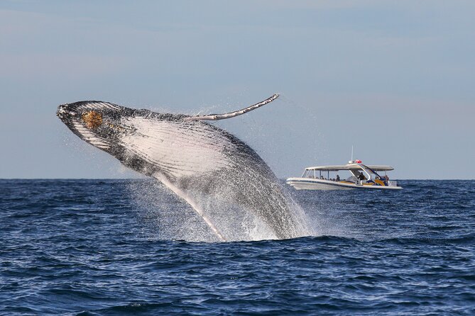 Whale Watching Adventure Cruise - The high-speed cruise setup: what it feels like in practice