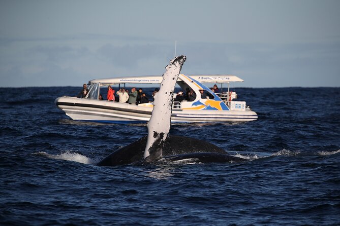 Whale Watching Adventure Cruise - Comfort, safety, and what you should wear