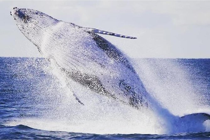 Whale Watching Adventure Cruise - Who this tour fits best (and who it doesn’t)
