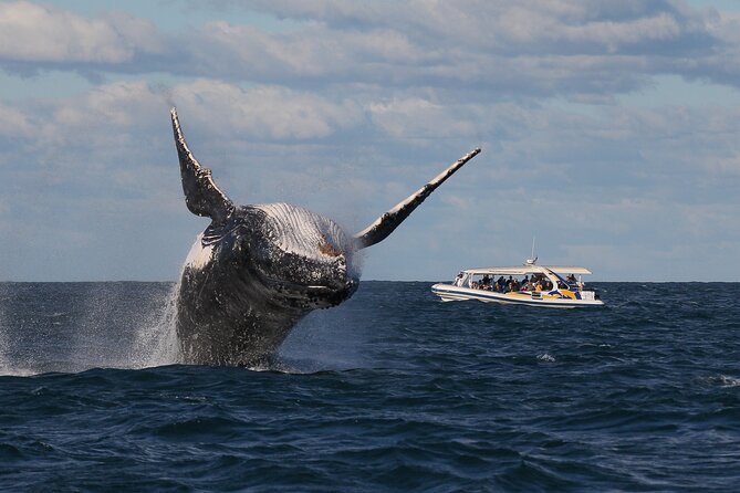 Whale Watching Adventure Cruise - Value for money: is $67.20 worth it?