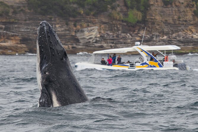 Whale Watching Adventure Cruise - Whale spotting reality check: why luck is part of the deal