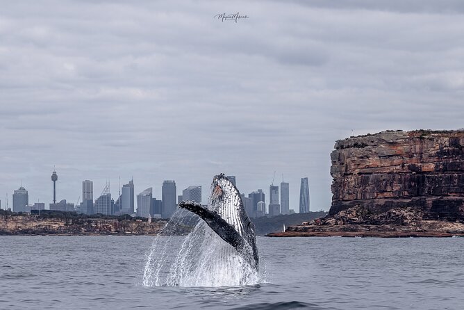 Whale Watching Boat Trip in Sydney - Quick Take