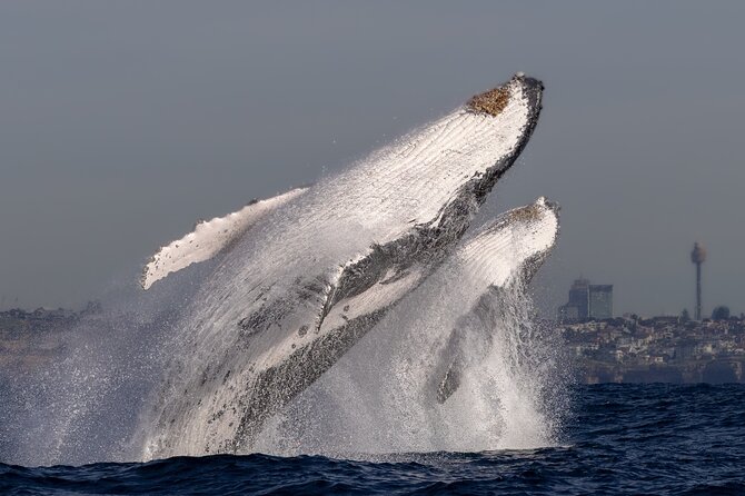 Whale Watching Boat Trip in Sydney - On Board With Rex, Isaac, Mette, and the Photo Team