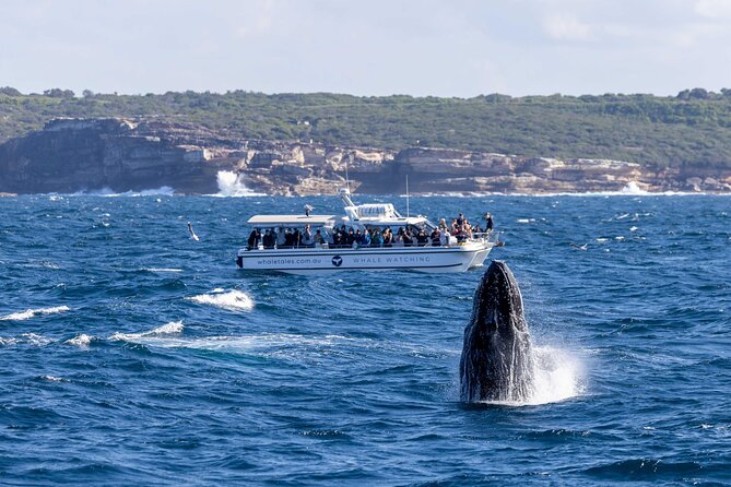 Whale Watching Boat Trip in Sydney - Stops That Matter: What You’re Looking For at Each Phase
