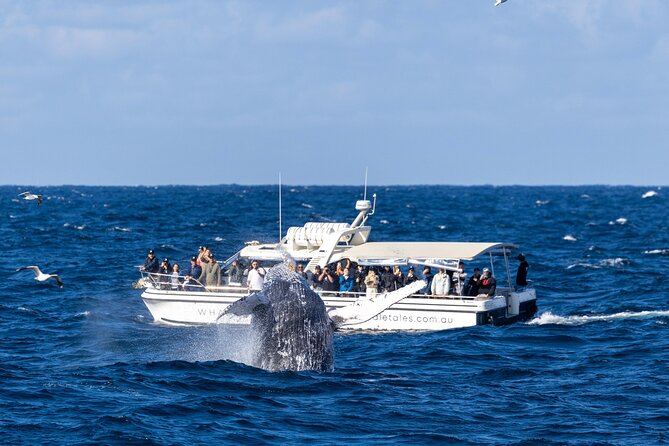 Whale Watching Boat Trip in Sydney - Morning vs Afternoon: Pick Based on Your Comfort, Not Just Your Schedule