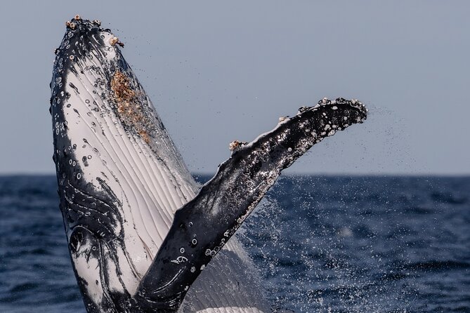 Whale Watching Boat Trip in Sydney - What to Pack for Comfort (Yes, You’ll Want the Rain Gear)