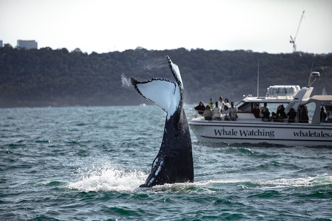 Whale Watching Boat Trip in Sydney - Price and Value: Is $99.70 Worth It?