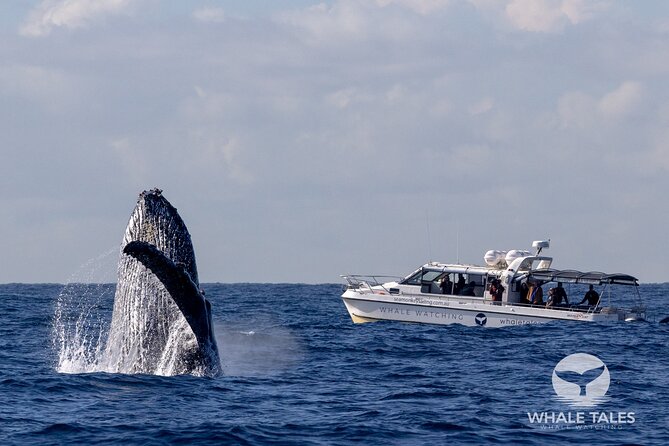Whale Watching Boat Trip in Sydney - The Whale Sighting Guarantee That Actually Changes the Math