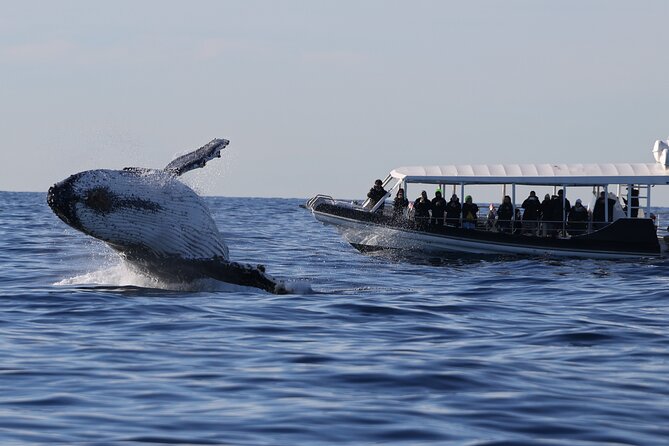 Whale Watching on Speed Boat with canopy from Sydney Harbour - Key highlights at a glance