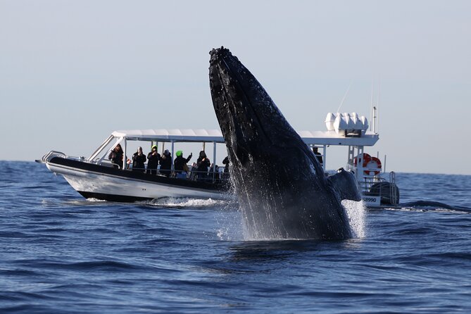 Whale Watching on Speed Boat with canopy from Sydney Harbour - Meet at Campbells Cove: your 2-hour rhythm on Sydney Harbour
