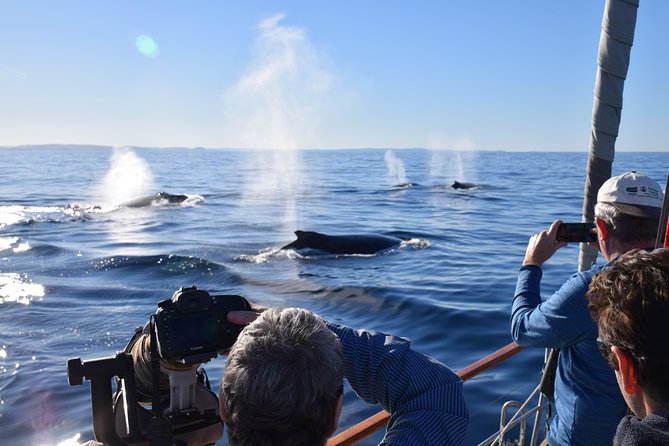 Whale Watching Sailing Experience in Sydney - Sailing Whale Watching from Rose Bay: Why This One Feels Different
