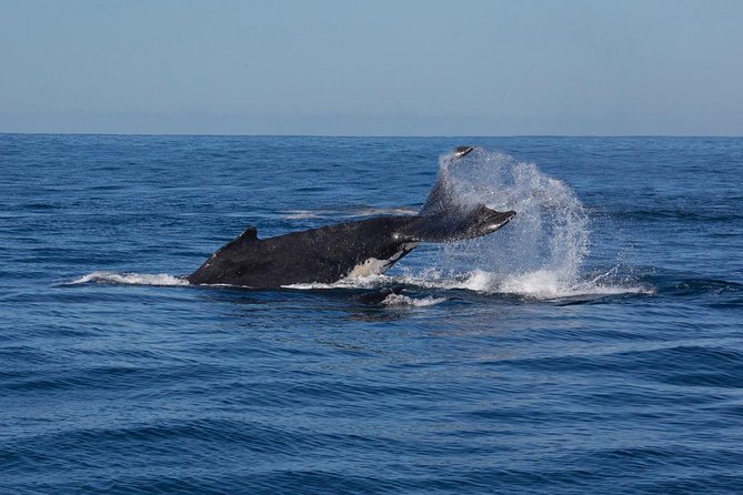 Whale Watching Sailing Experience in Sydney - Motion, Comfort, and Seasickness: The One Thing to Take Seriously