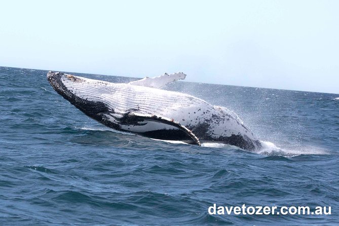 Whale Watching Sailing Experience in Sydney - What to Know Before You Go