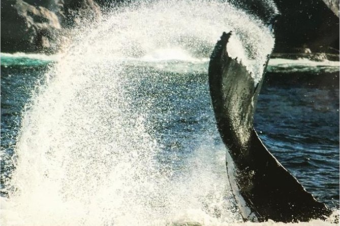Whale Watching Sailing Experience in Sydney - Should You Book This Sydney Whale Watching Sailing Trip?