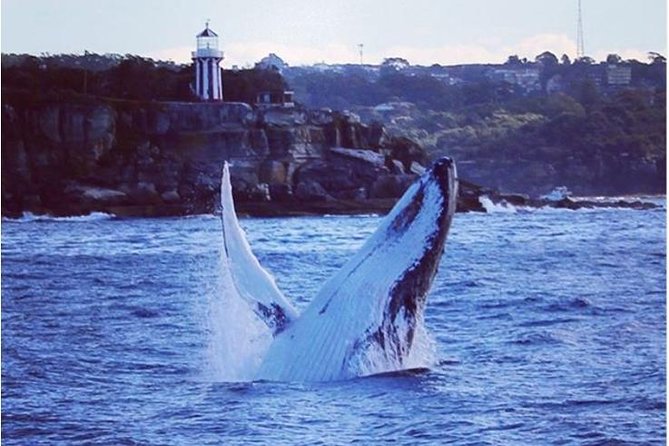 Whale Watching Sailing Experience in Sydney - Small-Group Sailing with Captain Doug and Crew Help