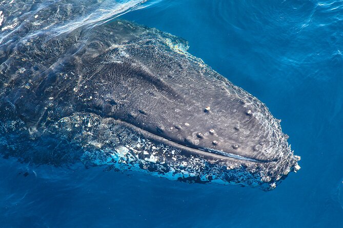 Whale Watching Sydney 2-Hour Express Cruise - Key Things I’d Pay Attention To