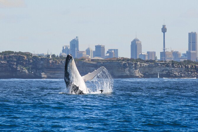 Whale Watching Sydney 2-Hour Express Cruise - From Circular Quay to Open Ocean in 15 Minutes