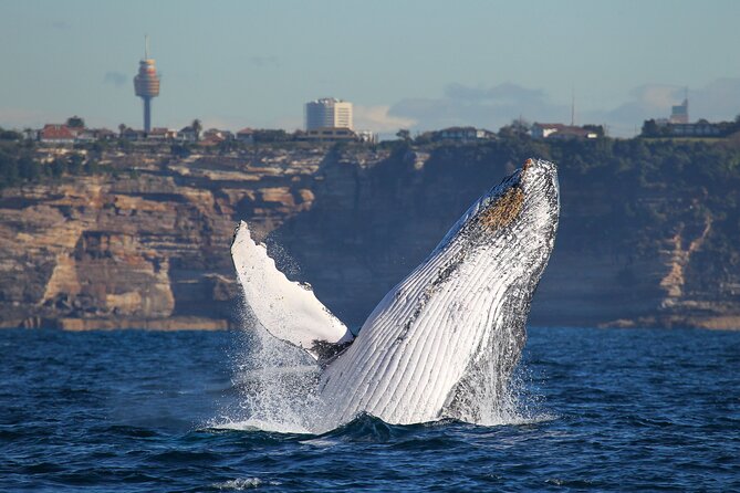 Whale Watching Sydney 2-Hour Express Cruise - The 2-Hour Flow: What Happens During the Cruise