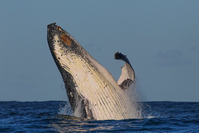 Whale Watching Sydney 2-Hour Express Cruise - Comfort, Accessibility, and Who This Tour Fits Best