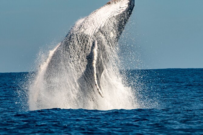 Whale Watching Sydney - Adventure! boat makes the difference: closer viewpoints, quicker payoff