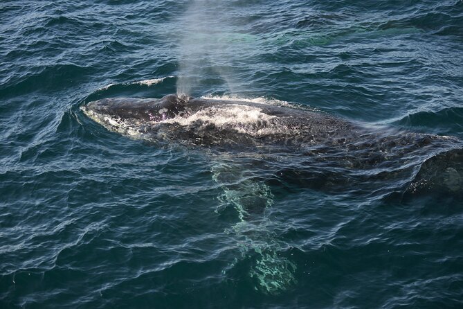Whale Watching Sydney - The actual whale-watching rhythm: patience, positioning, then action