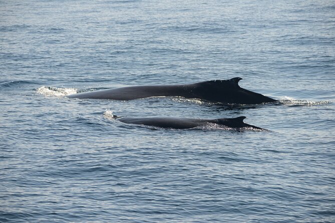 Whale Watching Sydney - Price vs. value: why $61.09 can still be worth it