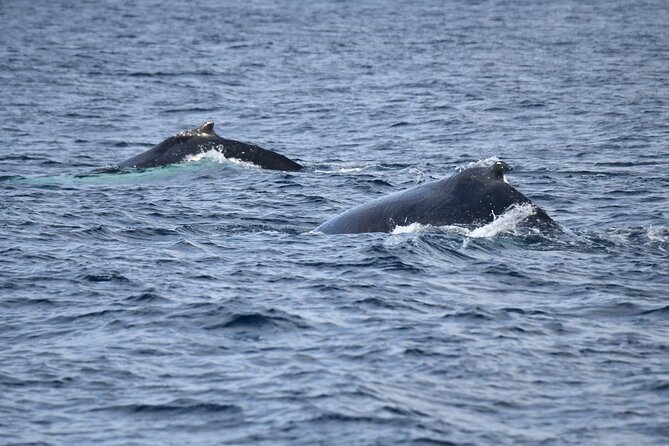 Whale Watching Sydney - Comfort and the “viewing advantage” on a low boat