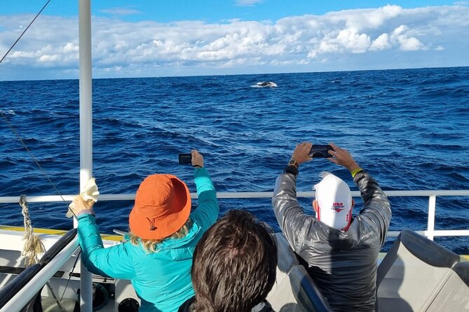Whale Watching Sydney - Who this whale cruise suits best (and who might want a backup plan)