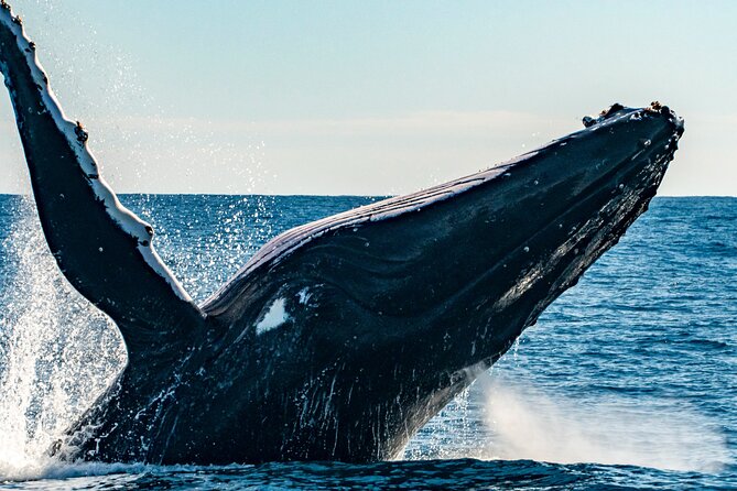 Whale Watching Sydney - Starting at King Street Wharf: the quick “Sydney moment” before the ocean run