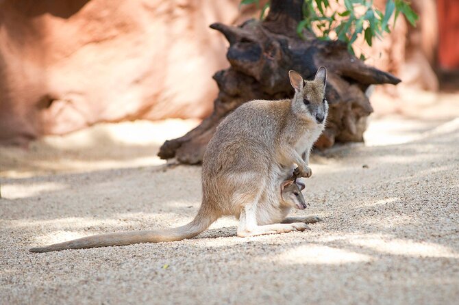 WILD LIFE Sydney Entrance Ticket - Koalas and kangaroos: how to plan your visit so you actually see them
