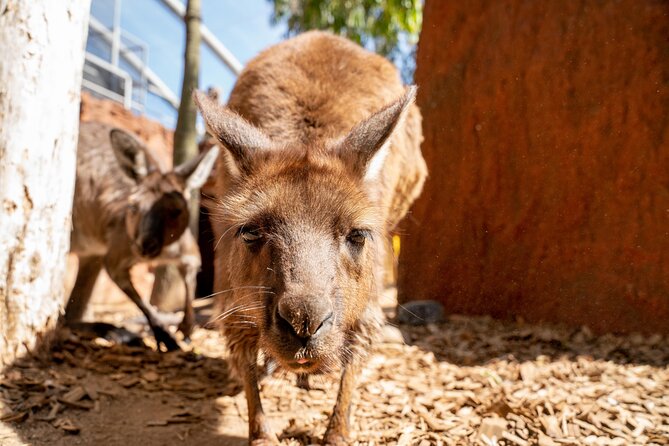 WILD LIFE Sydney Entrance Ticket - Upgrades that can add real value: highlights tour, koala breakfast, and attractions bundling