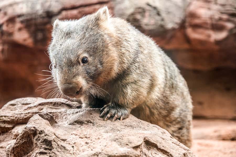 WILD LIFE Sydney Zoo - Key highlights at a glance