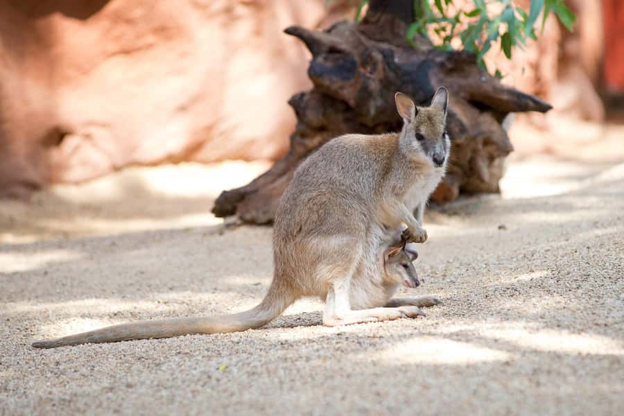 WILD LIFE Sydney Zoo - Daintree Rainforest and Kakadu Gorge: Top End Energy in Sydney